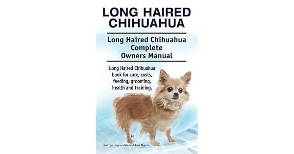 Long Haired Chihuahua Long Haired Chihuahua Complete Owners