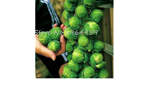Pinkdose 100 PC Europa Bonsai de la Col de mil Cabezas, Coles de ...