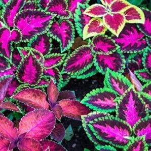 Tomasa Seedshouse- 50 Pieces Rainbow Coleus Seeds Mix Plants Seed Flower Seeds Hardy Perennial Stingray Plants for Patio/Balcony/Garden