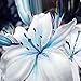 super1798 50Pcs Blue Rare Lily Bulbs Seeds Planting Lilium Flower Home Garden Decor