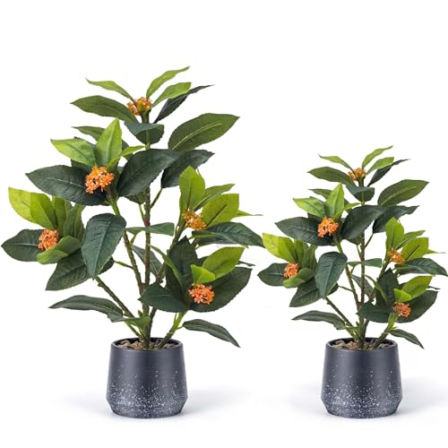 Gresorth 2 Pack Artificial Fake Green Potted Table Small Plants Decoration Simulation Osmanthus Tree Ornament Bonsai Display for Desk Decor Indoor Wedding Windows at Amazon