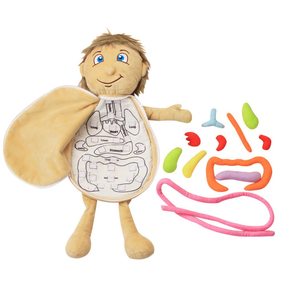 3D Organ Apron, Human Body Organs Toy Educational Toys for Children Educational Science Preschool Early Teaching Equipment