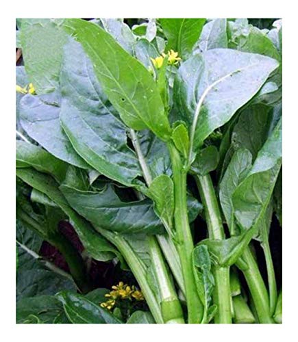 Yu Choy Yu Choy Sum 15g 6000 Seeds Chinese Vegetable Organic Seeds for Planting 原装彩包四九菜心菜薹油菜白菜薹油菜心种子