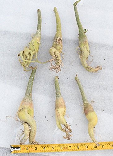 3 Caudex+Bonsai+very+rare+quantities+new+new+new