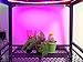 LED Grow Light, SOLMORE 3Pcs 1.6ft/Strip Plant Light for Indoor Plants 18W Grow Lamp Flexible Soft Plant Grow Light for Indoor Plants,Plant Growing,Greenhouse,Potted Plant, Hydroponic Garden