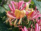 Gold Flame Honeysuckle Vine - Lonicera - Very Hardy - 2.5