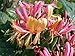 Gold Flame Honeysuckle Vine - Lonicera - Very Hardy - 2.5" Pot