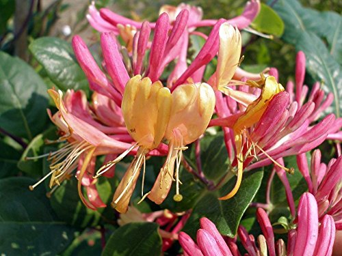 Gold Flame Honeysuckle Vine - Lonicera - Very Hardy - 2.5