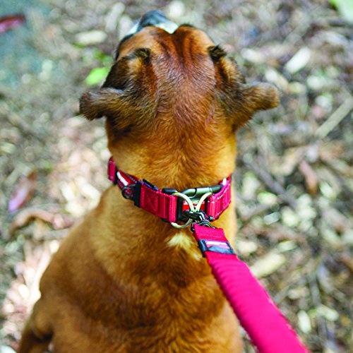 ezydog double up collar large