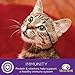 Wellness Complete Health Pate Cat Food Variety Bundle 5 Ounce - 3 Flavors (12 cans)