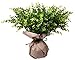 Faux Eucalyptus Pick - 6 Pieces Bundle - 11 Inches for Floral Arrangements, Wedding, Home Décor