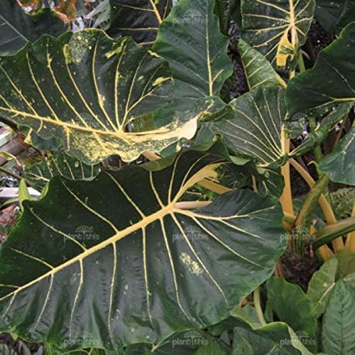 Alocasia New Guinea Gold Live Plant, Approx. 5"-16" Tall