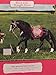 Lori Doll Horse Black Irish Draught Horse for 6 inch equestrian dolls