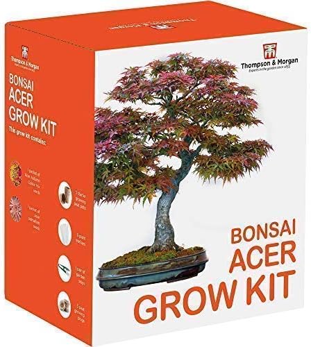 Acer Bonsai Plant Seed Growing Kit Grow Your Own Bonsai Trees, Great Gardener’s Gifts