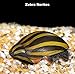 WorldwideTropicals Live Freshwater Aquarium Fish - (6) Varied Nerite Snails - 6 Pack of Mixed Nerites(Zebra, Red Spotted, Horned) Populate Your Fish Tank!
