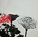 Beautiful Solar Clear Rose Light , Multi-color Color Changing Flower Garden Stake Outdoor Yard Decor Landscape LED Lamp Lights, Great Gift by Florals
