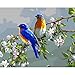DIY Paint-by-Number Kit for Adults - Includes Brushes, Paints and Numbered Canvas - Framed/Frameless - 16'' x 20'' - Great for Kids and Adults - by Red Stapler (Royal Blue Birds, 16 x 20)