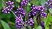 Profusion Beautyberry - 4" pot - Callicarpa