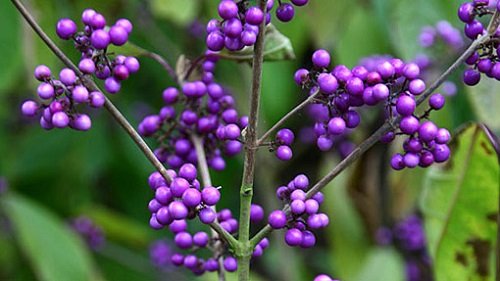 Profusion Beautyberry - 4 Profusion Beautyberry - 4