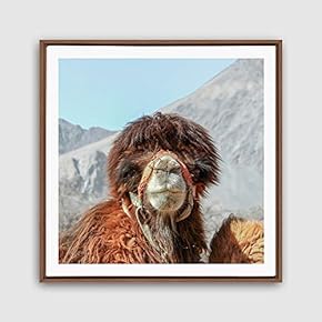 Framed Canvas Wall Art Alpaca Canvas Prints Home Artwork Decoration for Living Room,Bedroom - 16x16 inches
