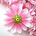 (12) Silk Pink White Edge Gerbera Daisy Flower Heads , Gerber Daisies - 1.75