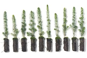 White Spruce Live Tree Seedling Plugs | 6"-12" | Arbor Day Foundation (10-Pack)