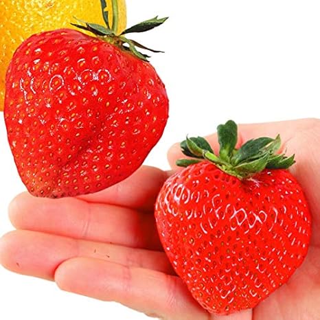 Amazon 国華園 いちご苗 でっかいイチゴセット 2種6株 21年春商品 野菜