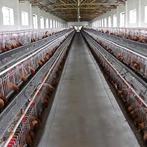 Cicony - Bottiglia d'acqua in plastica per animali domestici, 10 pezzi