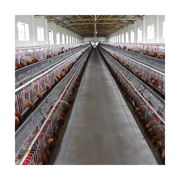 Cicony - Bottiglia d'acqua in plastica per animali domestici, 10 pezzi