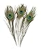 Pack of 100pcs High Quality Real Natural Peacock Feathers (10