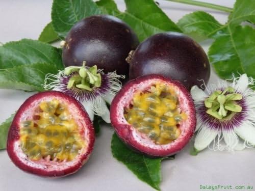 Passiflora Edulis, Passion Vine, Large Edible Fruit w/ Unique Purple Flowers