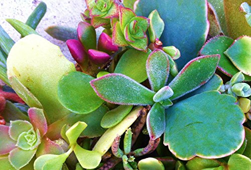 1 15+Assorted+Succulent+Cuttings+Terrariums