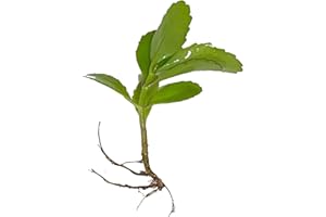 GENERIC Leaf of Life Plant, Live Indoor Houseplant KALANCHOE PINNATA Small Bare Root Plant by Exotic-Succulent-Collection