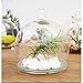 Set of 2 Decorative Clear Glass Air Plant Terrarium/Centerpiece Accent Ornament with Saucer - MyGift®