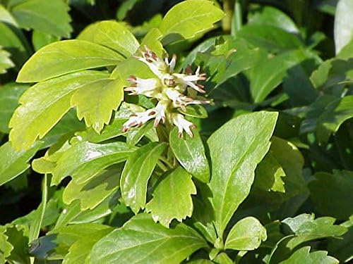 3X Garden Shrub Plants, Pachysandra Green Carpet Hardy Outdoor Garden Plants