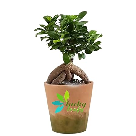 lucky leafy Ficus Bonsai 4 to 5 Years Old Ginseng Live Plant in Peach Colour Pot Indoor Outdoor Air Purifier Home and Office Decor