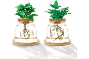 COITEK 2 Pcs Plants Propagation Station, Separated Desktop Glass Planter Station Hydroponics Plant Terrarium with Wooden Tray