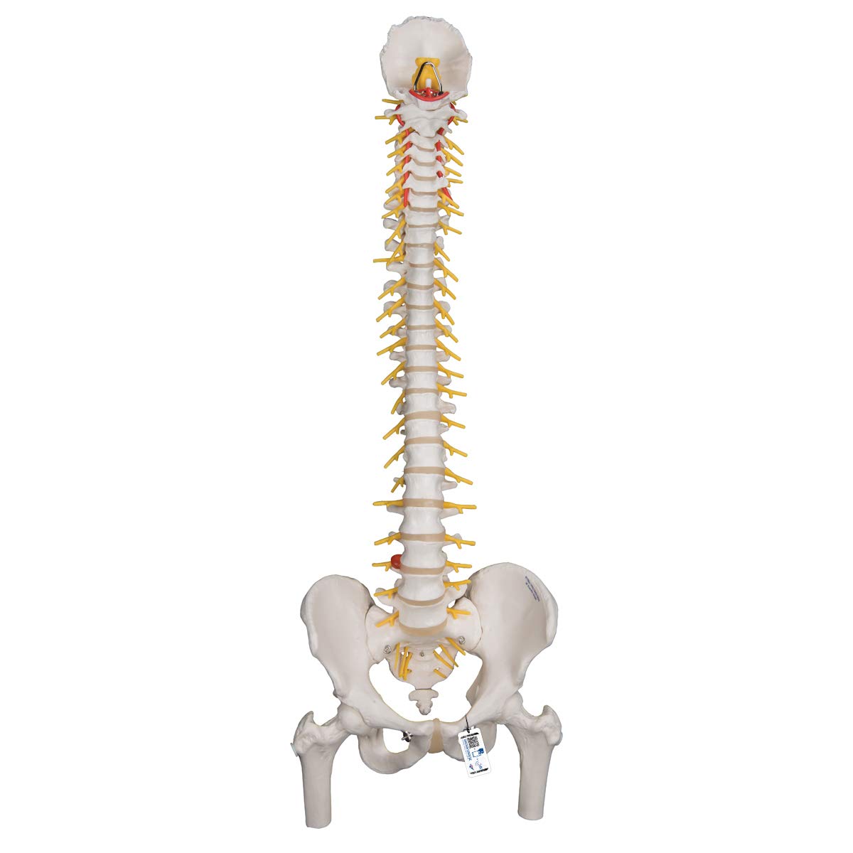 3B Scientific Deluxe Flexible Spine with Femur heads + free Anatomy App - 3B Smart Anatomy