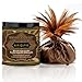 Kama Sutra Honey Dust Chocolate Caress Kissable Body Powder 8 Oz, 8 Ounce