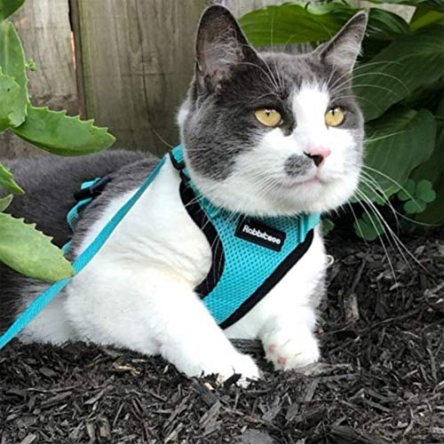 cat vest harness