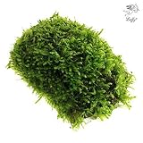 Luffy Moss - Builds a Beautiful and Natural Aquascape: Easy Care, Hardy and Long Lasting Plant: Filters and Provides Aquariums with Oxygen