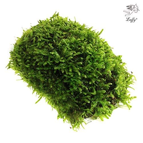 Luffy Moss - Builds a Beautiful and Natural Aquascape: Easy Care, Hardy and Long Lasting Plant: Filters and Provides Aquariums with Oxygen