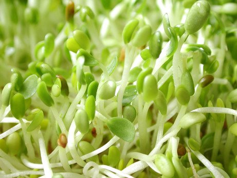 Alfalfa Sprouting Seeds, 2.5 Pounds, Chemical Free, Alfalfa Seeds, High Sprout Germination - Thumbnail 2