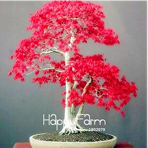 Pots Seedling Tree Seedling New Arrival! 20 Pcs/Pack Potted Plant Plantas American Blood red Maple Tree Seedling Bonsai Plants DIY Home & Garden