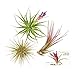 TDG The Drunken Gnome Tillandsia Air Plants Assorted Variety Pack, 3 Medium