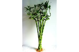 JM BAMBOO jmbamboo-10 Stalks of 18 Inches Spiral Lucky Bamboo, 10 Bottles of mo'green Lucky Bamboo Fertilizer Plant Food By jmbamboo