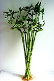 jmbamboo-Lucky Bamboo 24'' Inches Spriral 10 Stalks+ 10 Bottles of mo'green Lucky Bamboo Fertilizer Plant Food Exclusive Design By jmbamboo