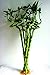 jmbamboo-Lucky Bamboo 24'' Inches Spriral 10 Stalks+ 10 Bottles of mo'green Lucky Bamboo Fertilizer Plant Food Exclusive Design By jmbamboo