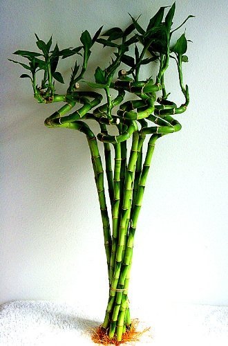 jmbamboo-Lucky Bamboo 24'' Inches Spriral 10 Stalks+ 10 Bottles of mo'green Lucky Bamboo Fertilizer Plant Food Exclusive Design By jmbamboo