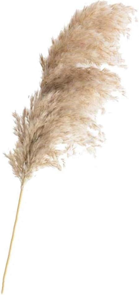 MYKK Artificial flowers 20 Pcs Dried plants pampas grass natural phragmites communis wedding flower bunch raw color 50-55cm 20pcs gray color